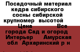 Посадочный материал кедра сибирского (сосны сибирской) крупномер, высотой 3-3.5  › Цена ­ 19 800 - Все города Сад и огород » Интерьер   . Амурская обл.,Архаринский р-н